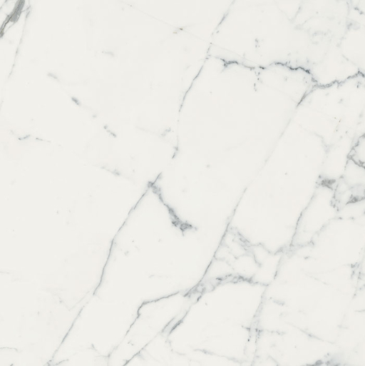 Origines De Rex Blanc